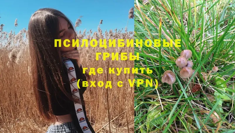 Галлюциногенные грибы Psilocybe  ссылка на мегу   Ленинск 